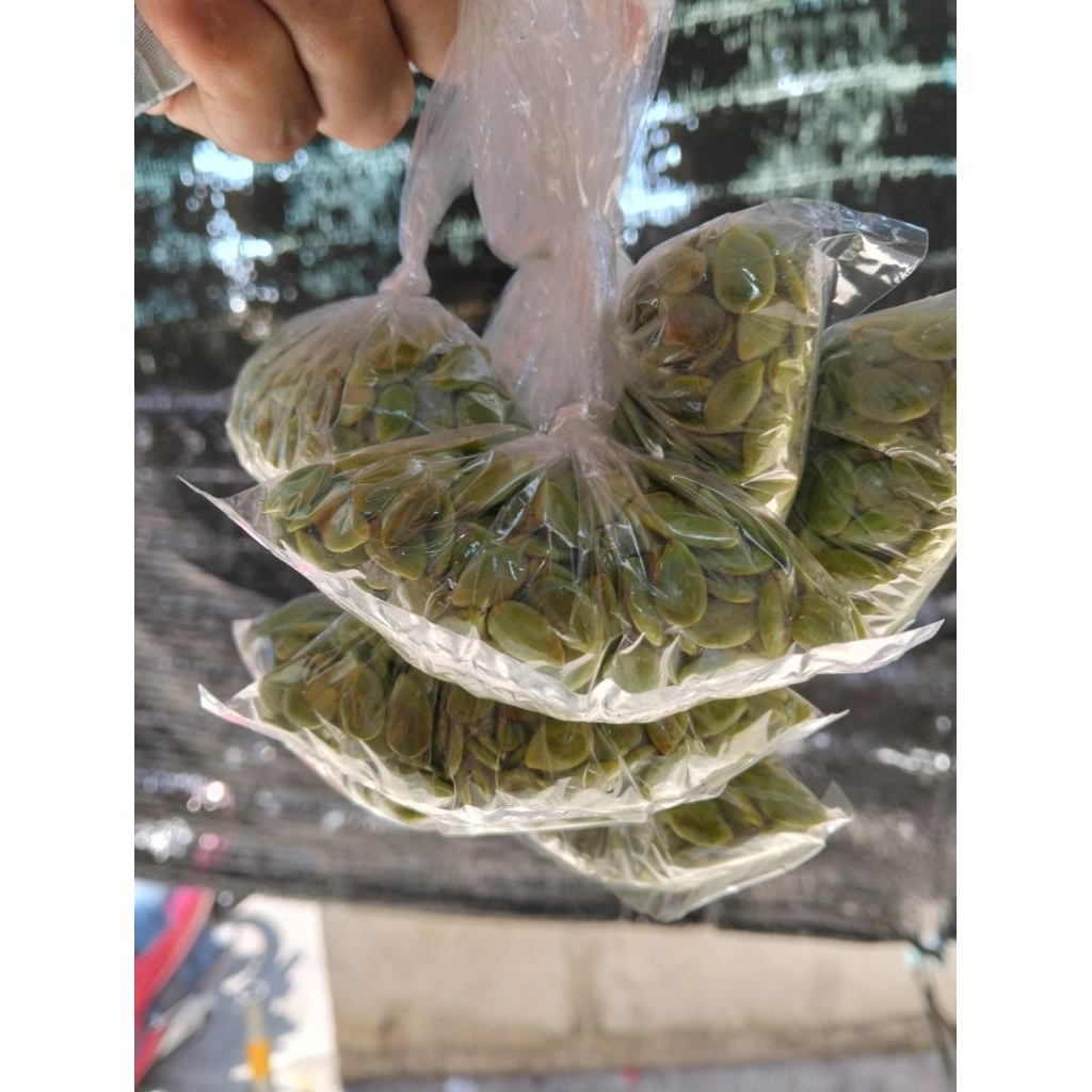 

Pete cina perbungkus