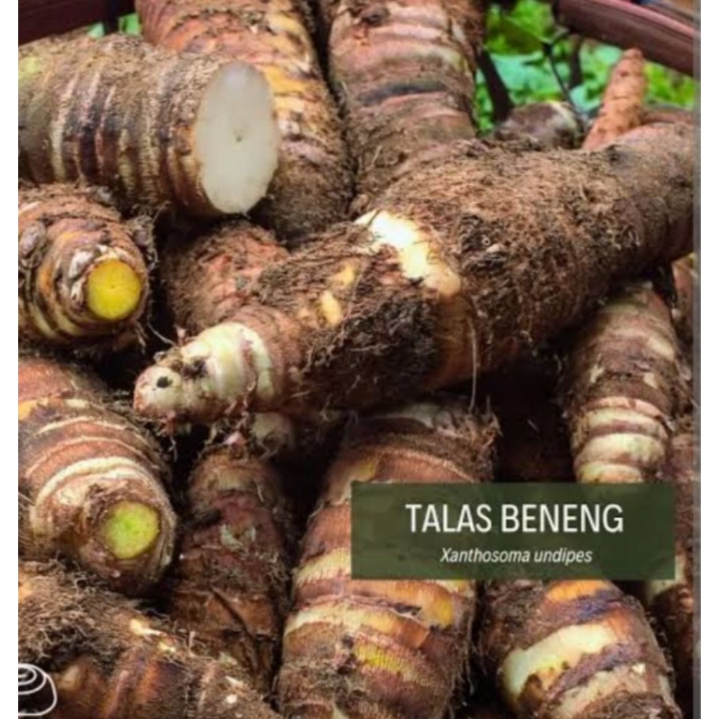 

talas beneng 2kg