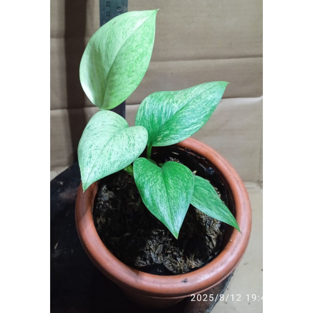 scindapsus varigata mint