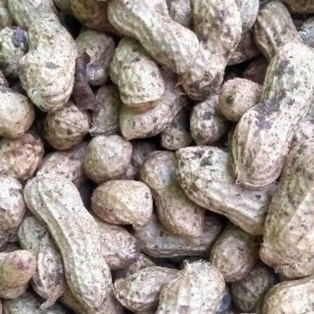 

kacang tanah/kacang kulit mentah 1kg