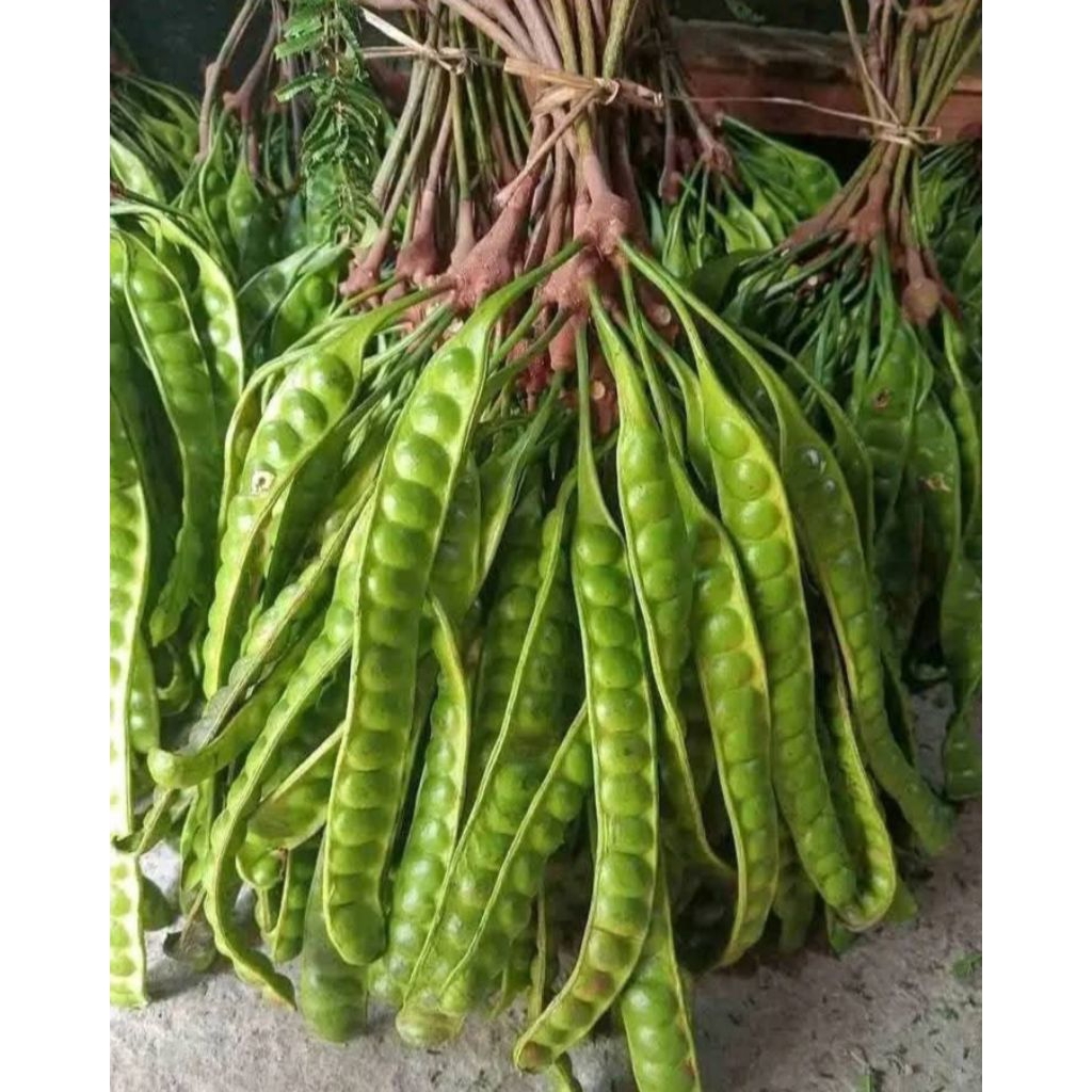 

Pete Jawa buat lalapan mantap 3 lonjor/3biji