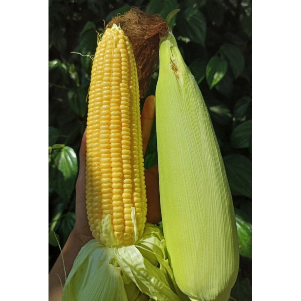 

jagung manis masih sama kulit nya fres 1 kg