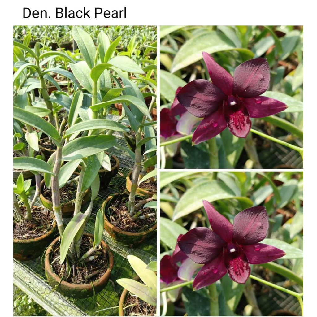 DENDROBIUM BLACK PEARL