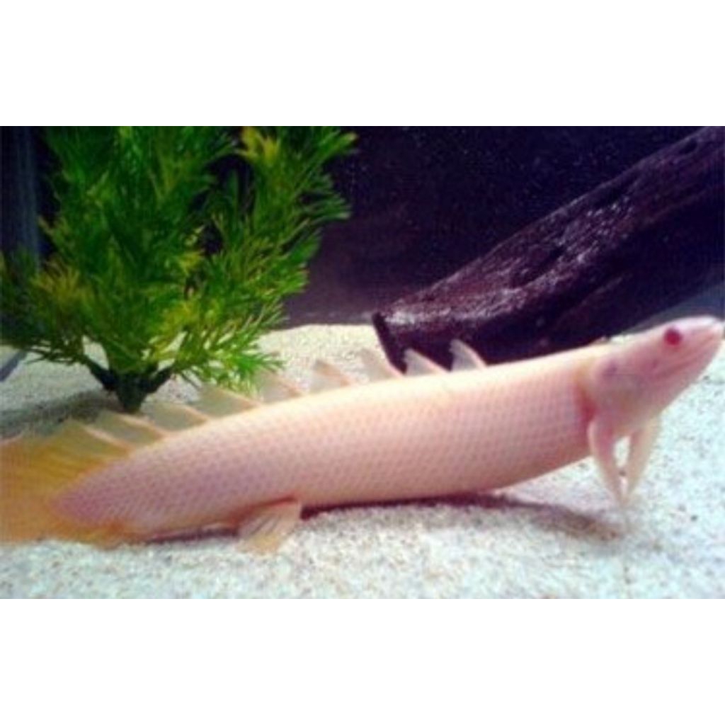 

palamas kuning imut berkualitas 10-15cm