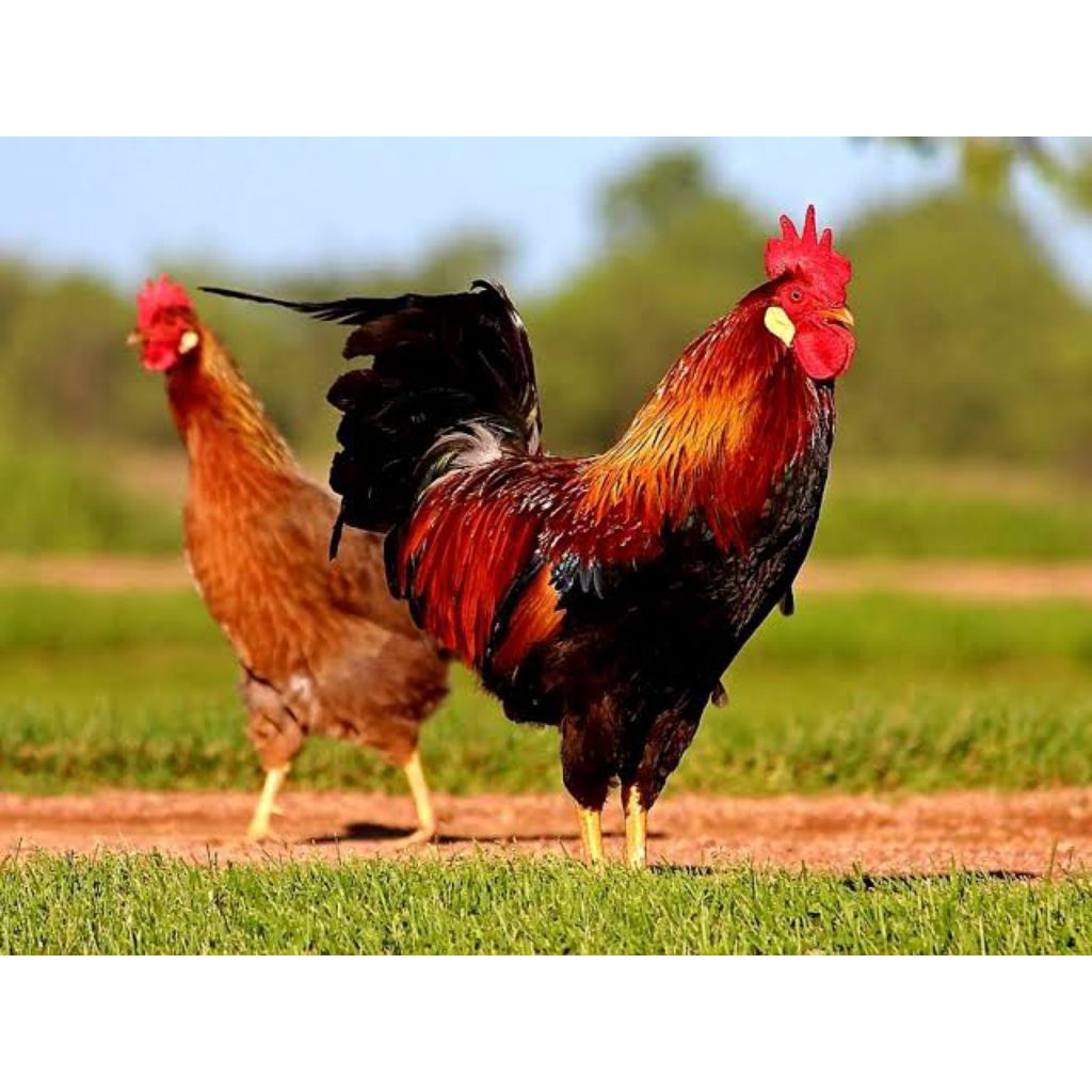 

telor ayam kub fertille untuk ditetaskan