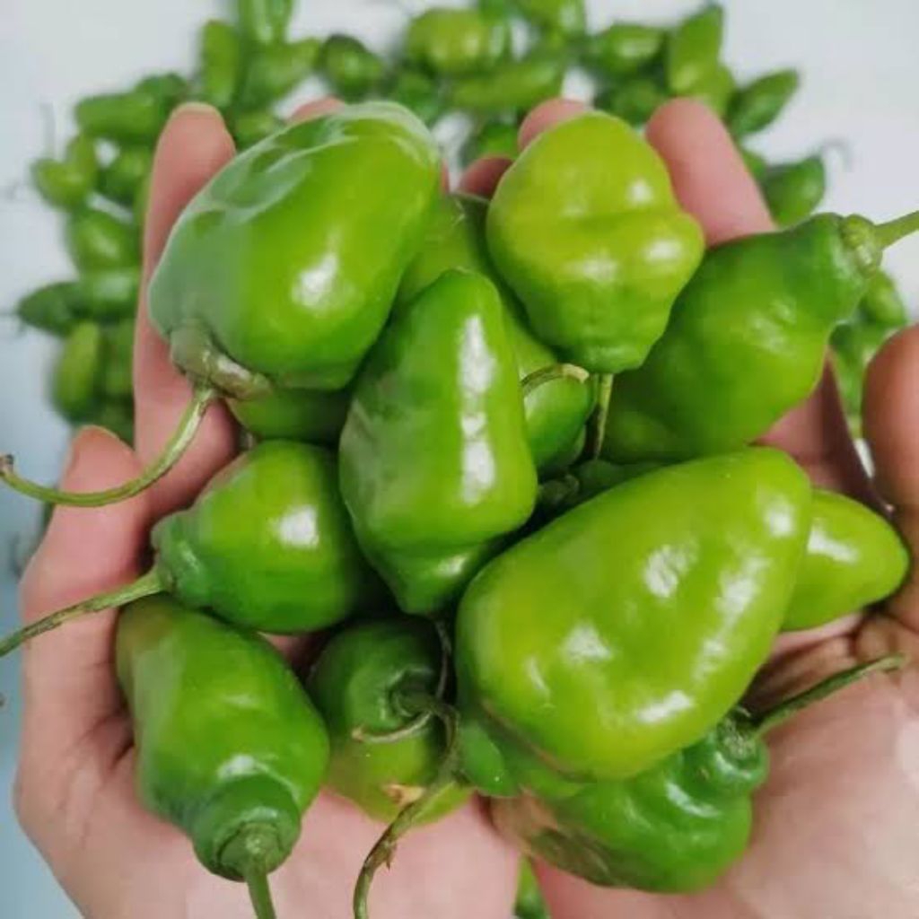 

Cabe Gendot 500 Gram – Pedas Khas, Segar, dan Berkualitas Tinggi