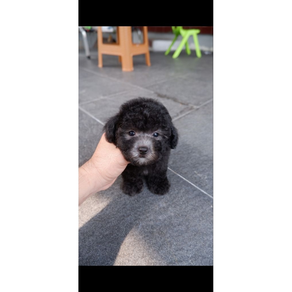 poodle silver jantan cute