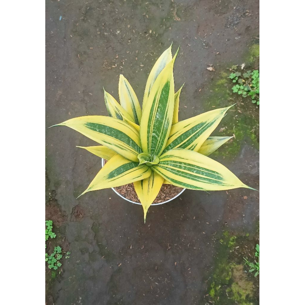 Sansevieria Gold Flame Besar