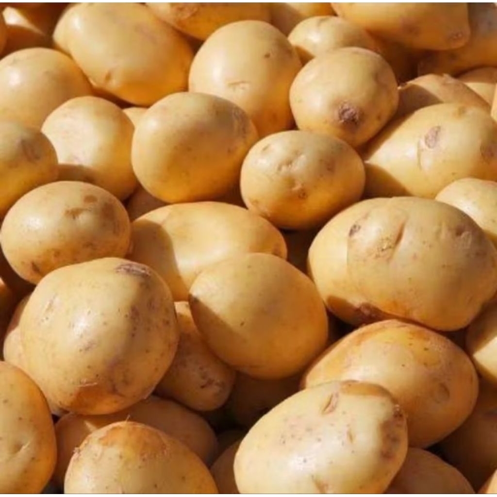 

KENTANG DIENG SUPER BESAR 1KG