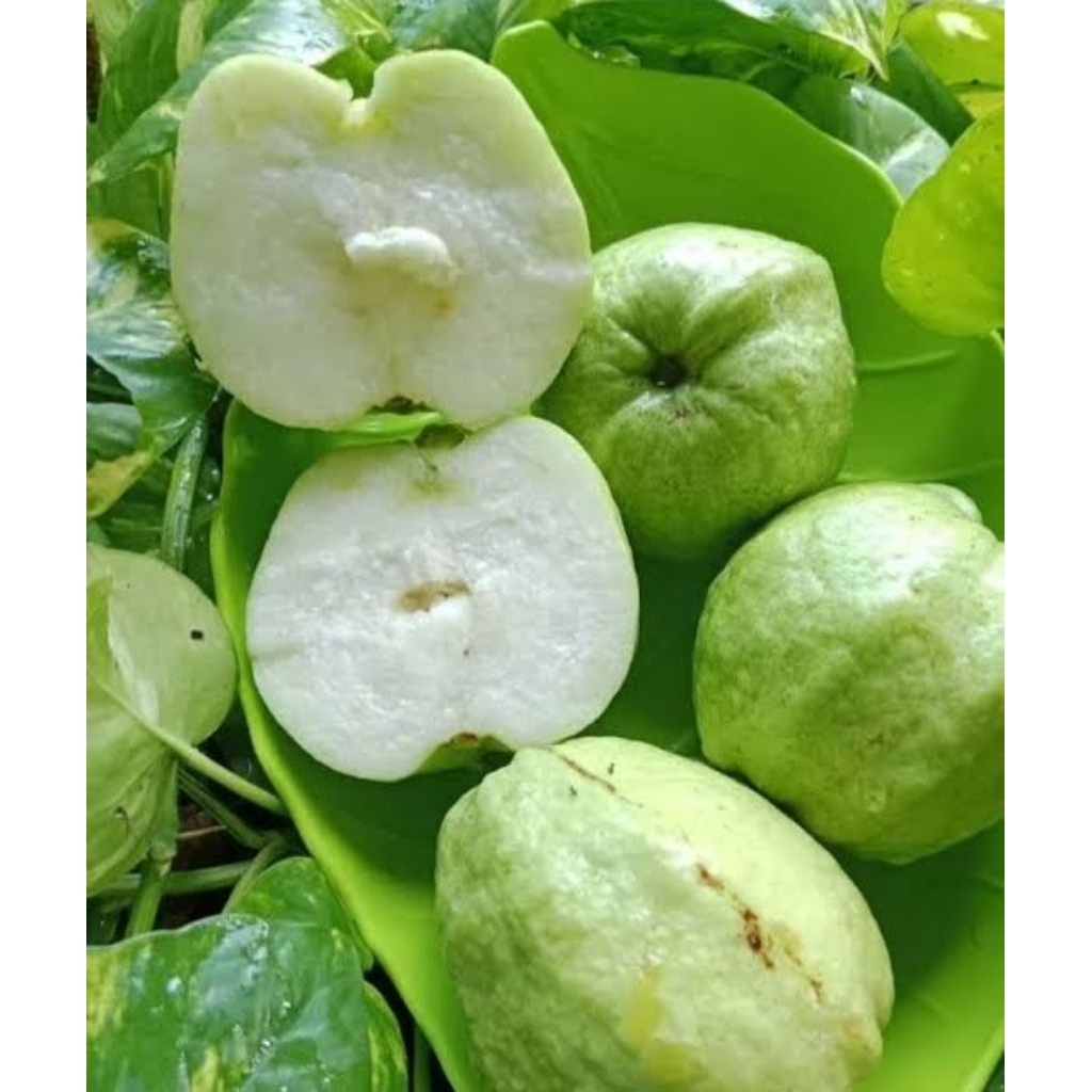 

Jambu kristal 500g fresh super manis kualitas supermarket