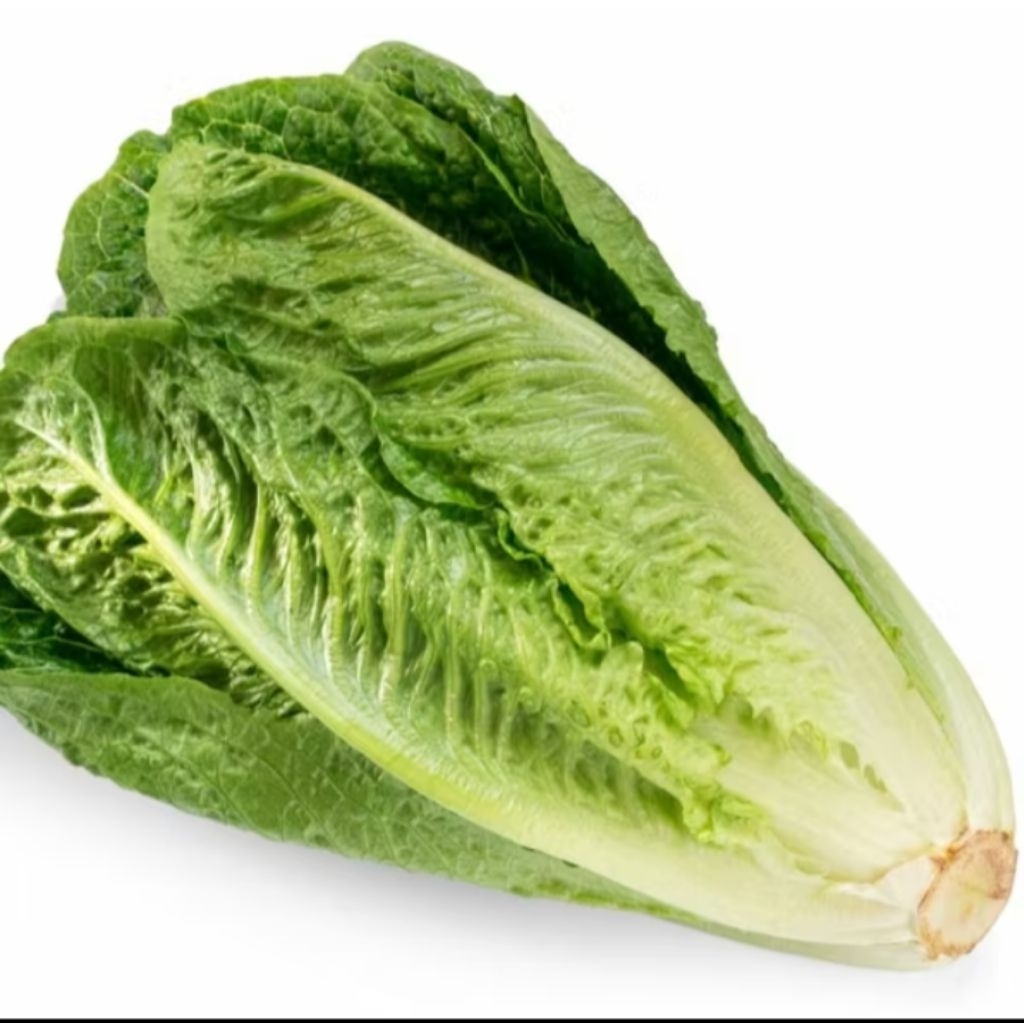 

Selada Romaine Fresh