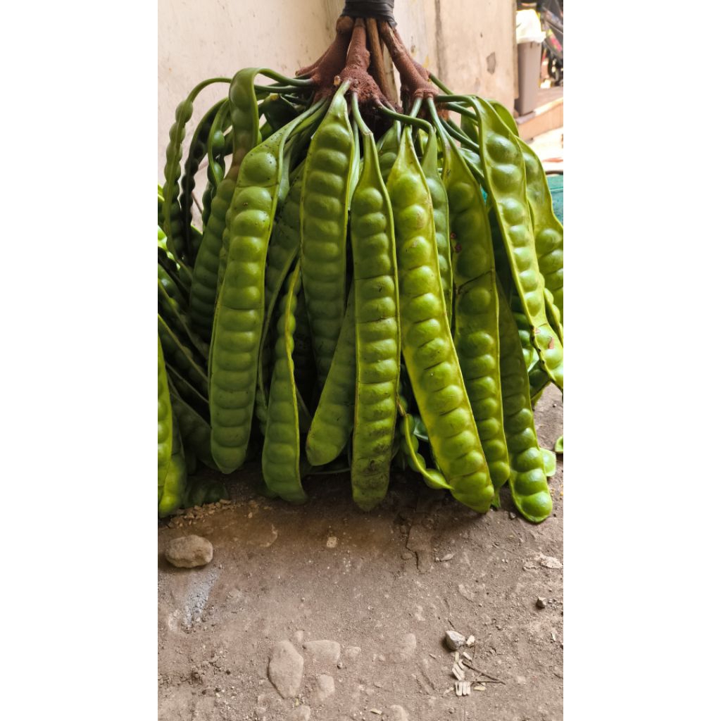 

PETE SUPER panjang 15 mata keatas (isi 10 papan)