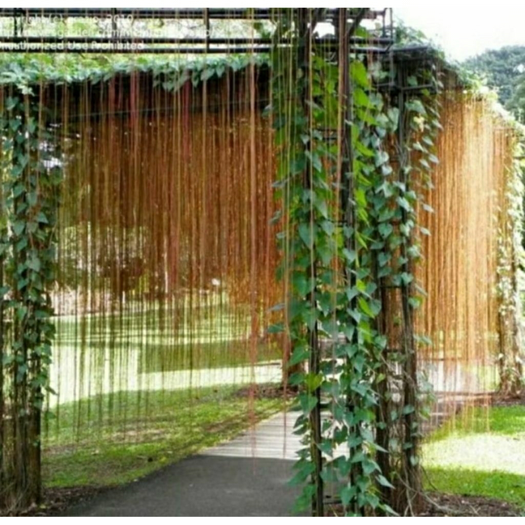 Kembang Desa - Tanaman hias rambat curtain eva