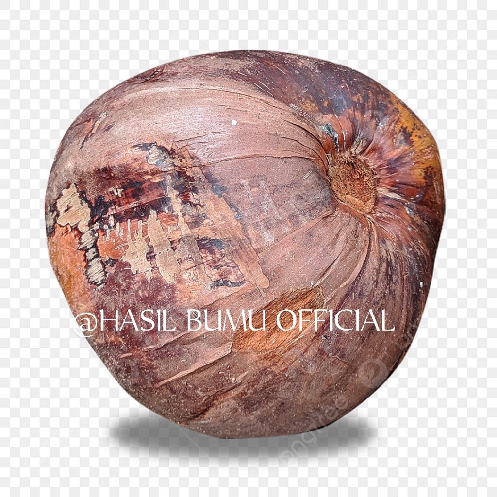 

KELAPA TUA BELUM DI KUPAS,UNTUK BIBIT/SANTAN