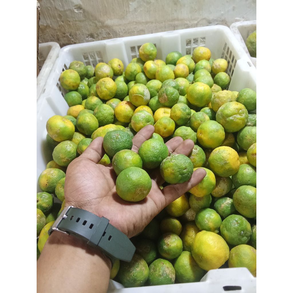 

JERUK KAMBING PER 1PCS