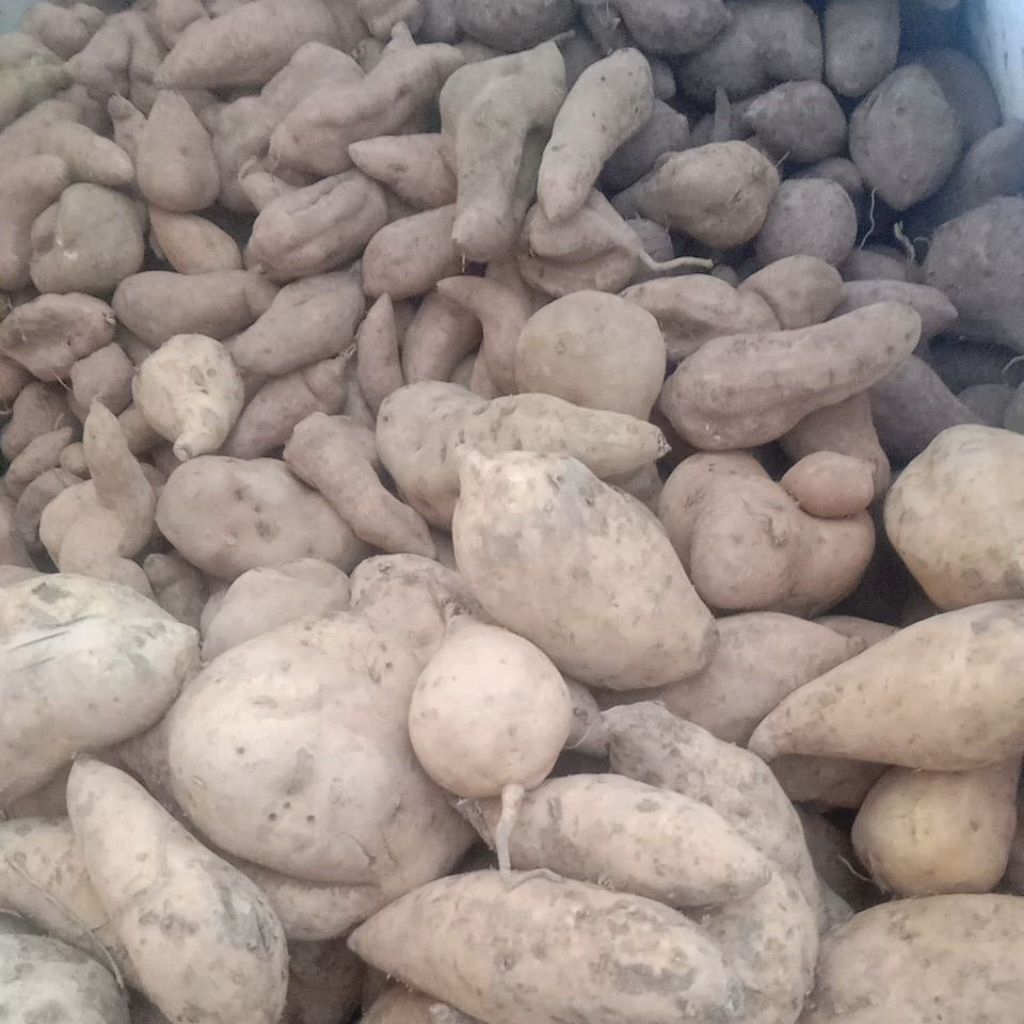 

tela rambat , ketela rambat telo rambak