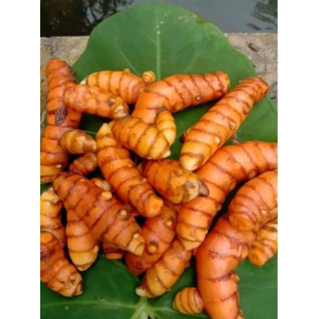 

KUNYIT KUNING OBAT HERBAL