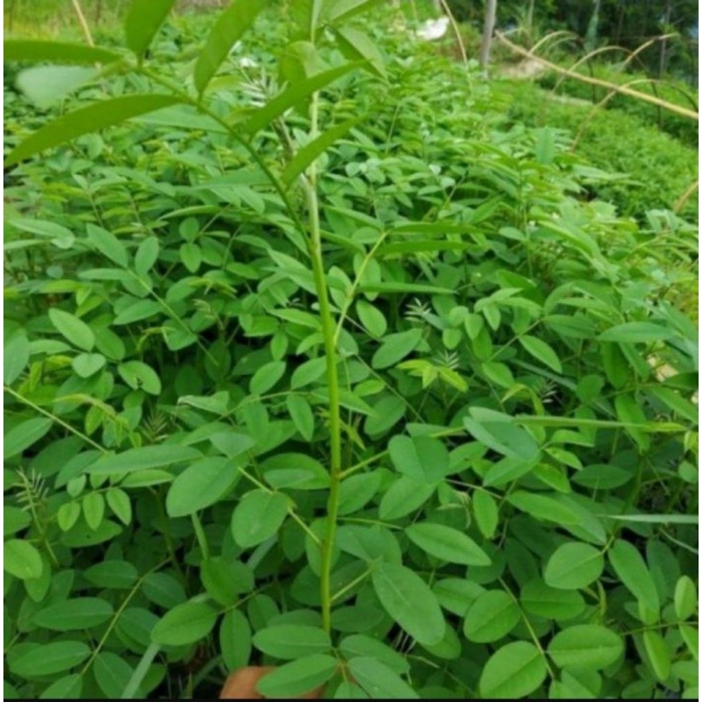 PAKET 10 BIBIT INDIGOFERA/PAKET HEMAT INDIGOFERA/Indigofera pakan ternak kambing sapi
