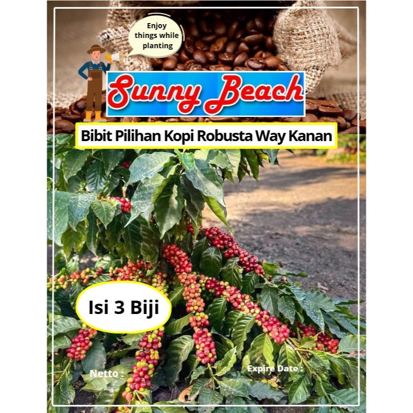 Bibit Pilihan Kopi Robusta Way Kanan | Biji Benih Kopi Robusta | Kopi Robusta
