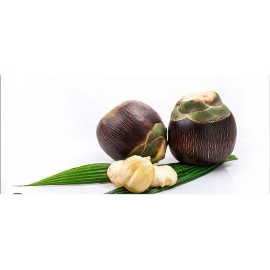 

Buah Lontar Buletan / Utuh