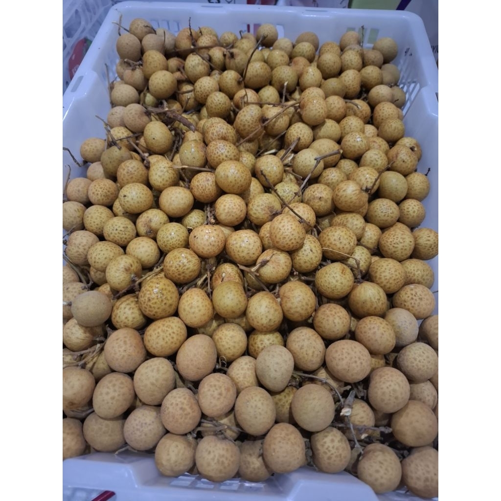 

KELENGKENG THAILAND KHUSUS JATIM