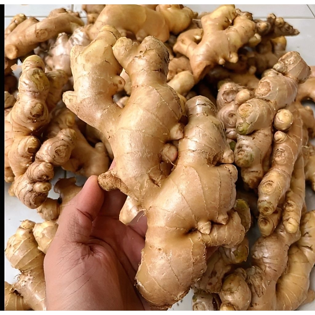 

Jahe gajah super jumbo fresh 1kg