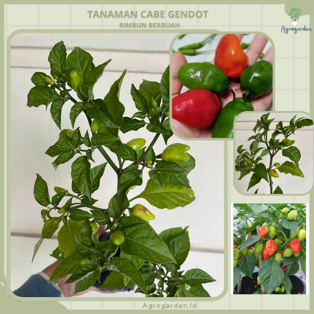 BIBIT CABE GENDOT - POHON CABE GENDOT SIAP TANAM - BIBIT Cabe Jalapeno Bibit Cabe Gendot Benih Cabe 