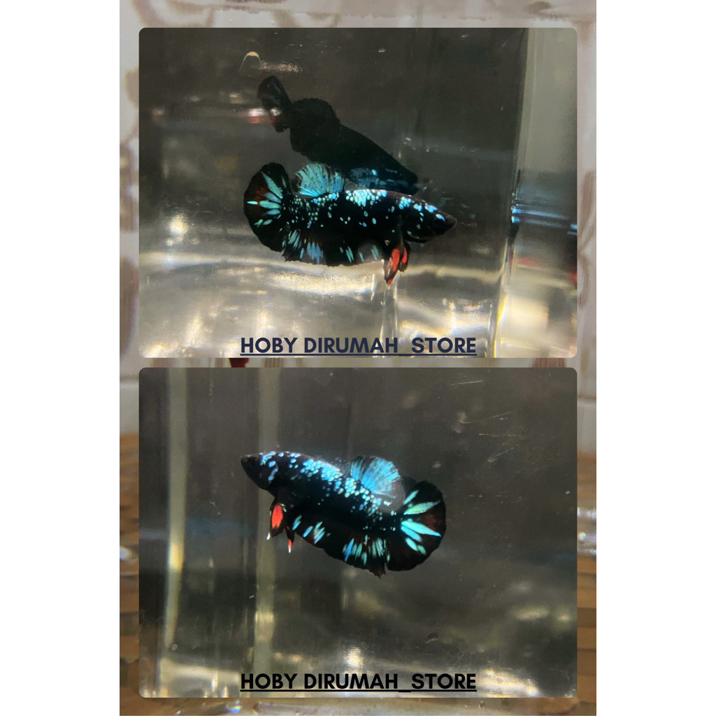 Cupang Betta Fish Avatar Grade Bagus