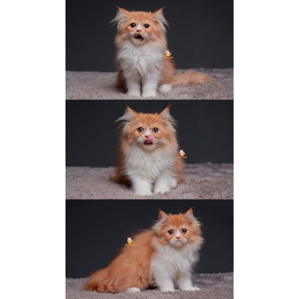 Tiwi – Kucing Persia Flatnose 3 Bulan Betina