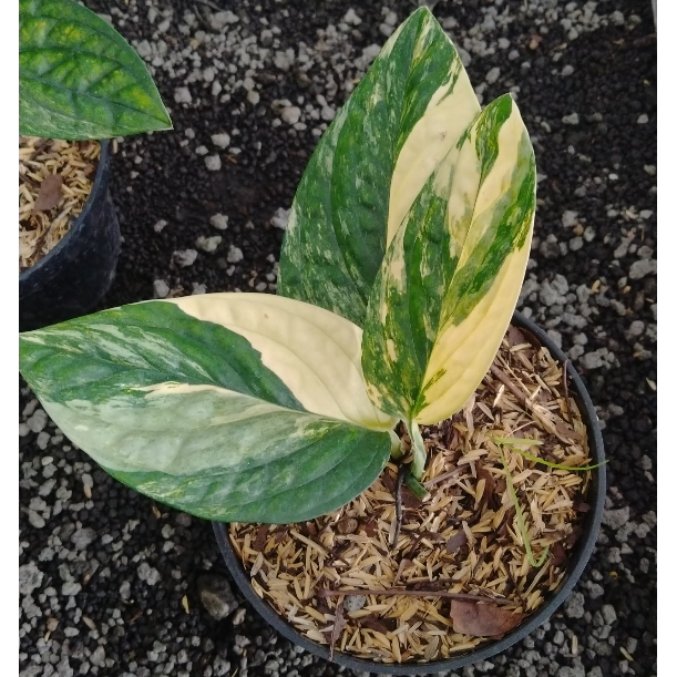 Tanaman Hias Sirih Badak Varigata| Monstera Karstenianum  variegated| Sirih Badak