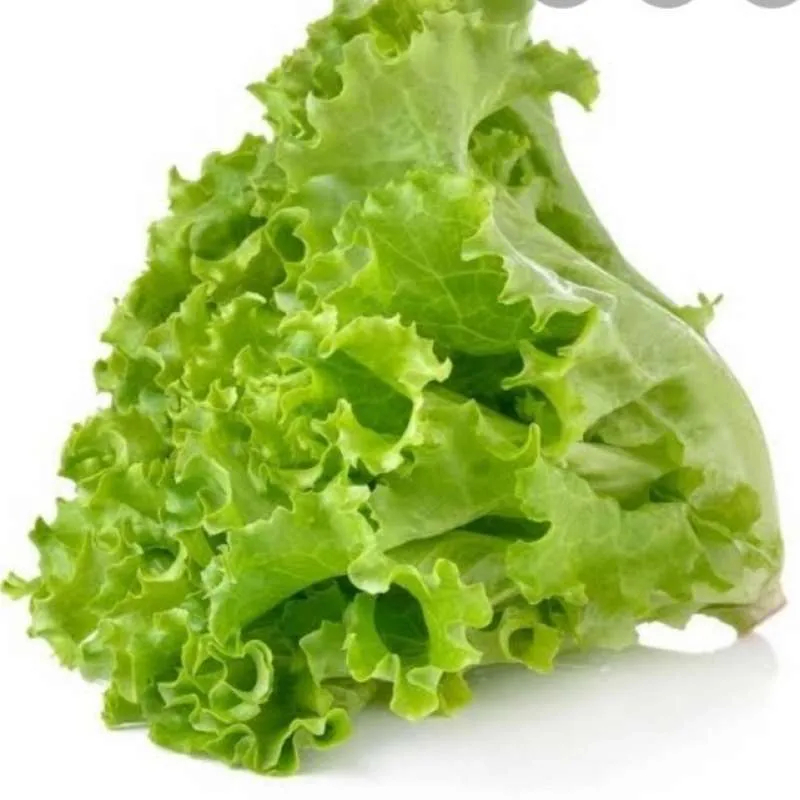 Bibit Selada Hijau Benih Sayuran Selada