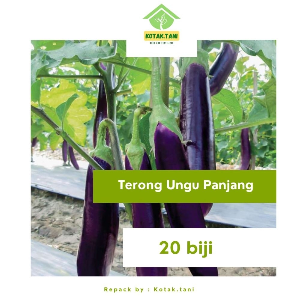 

Biji Terong Ungu Panjang Repack 20 biji