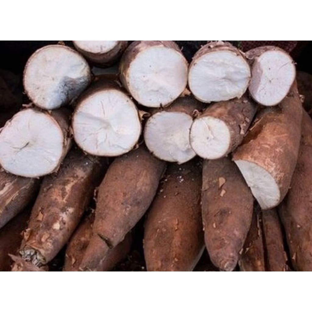 

Singkong racun sapi kuru herbal 1000 gram singkong kerikil herbal alami kaya manfaatnya