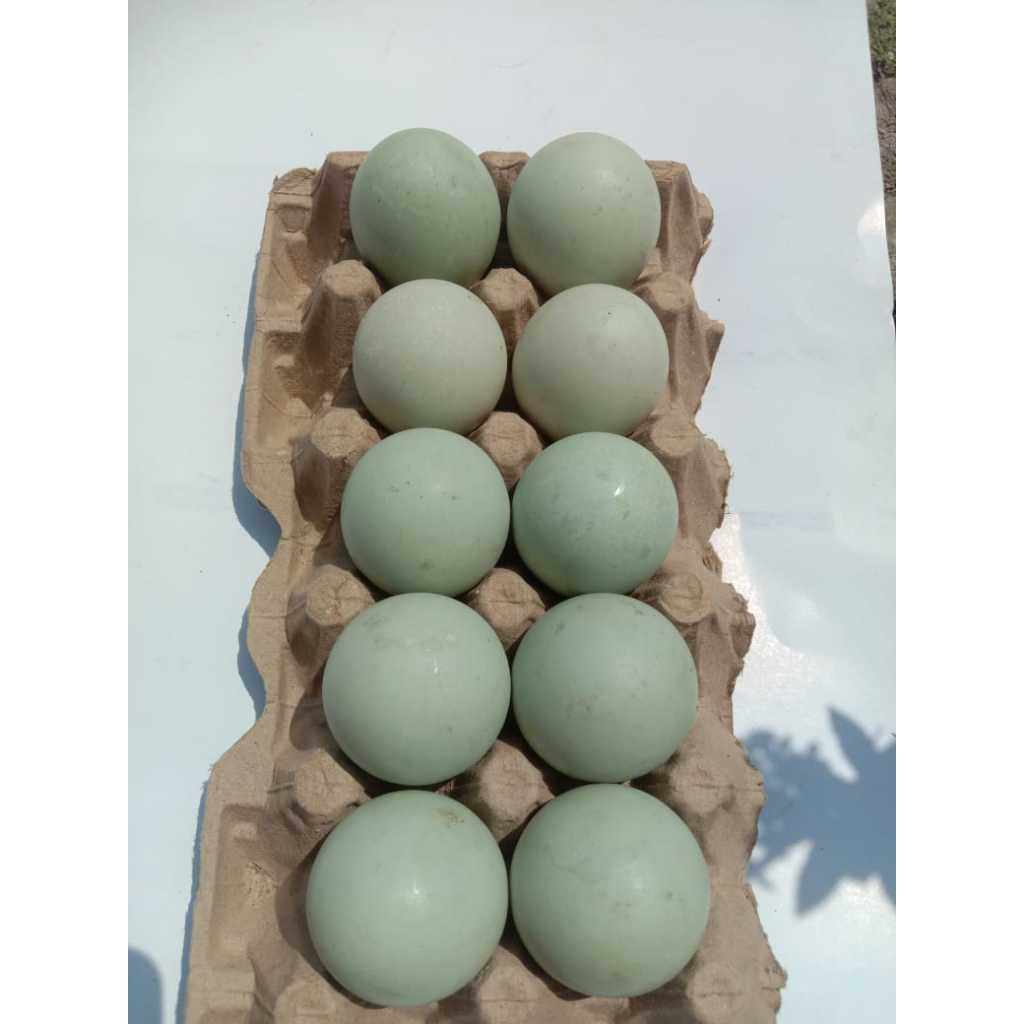 

TELUR BEBEK MURAH,MENTAH YA GAN,PRODUK TERNAK SENDIRI,ORANGE