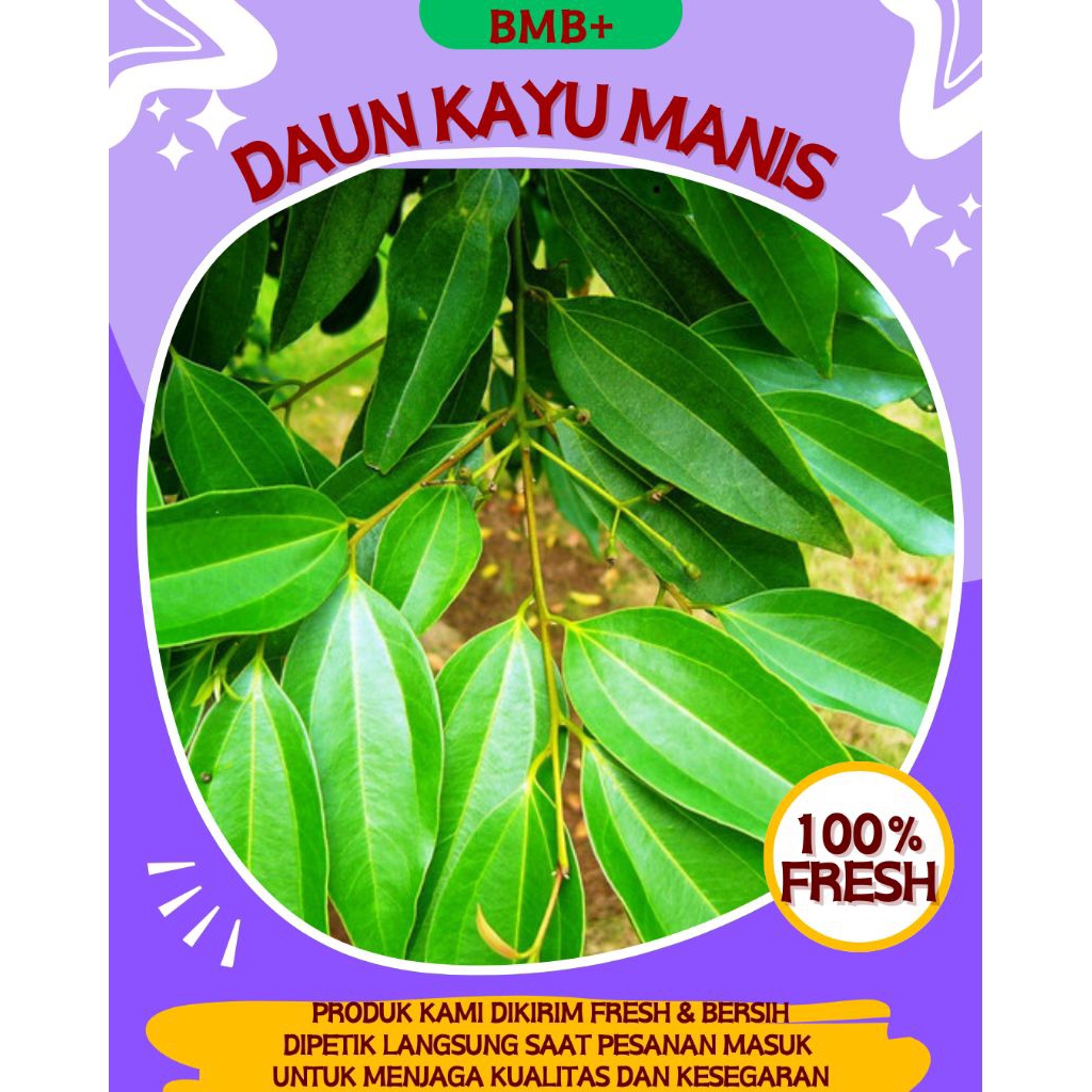 

BMB+ Daun Kayu Manis 250gr / Daun Kulit Manis Segar Basah / Daun Kayu Manis Kualitas Terbaik