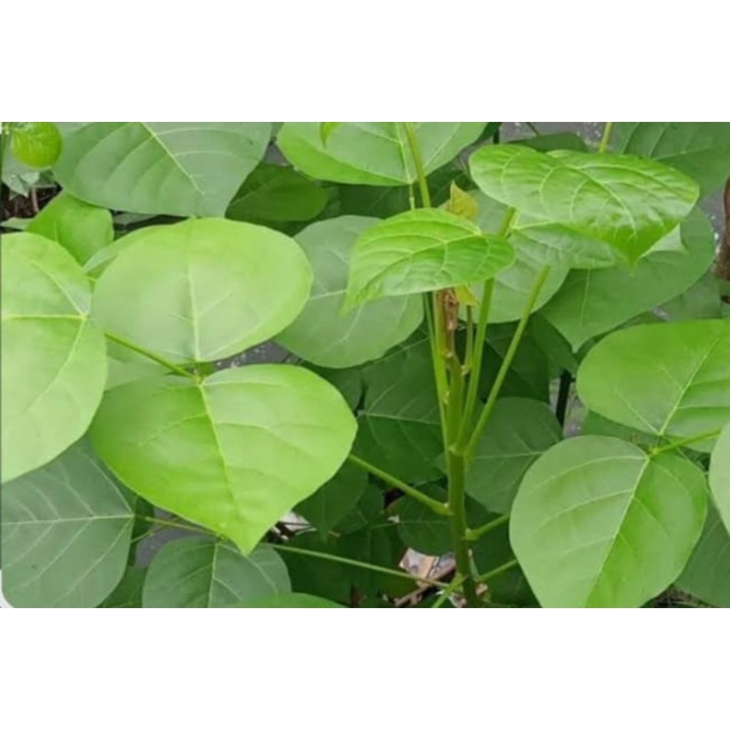 

daun dadap serap segar/per lembar/samsulherbal1