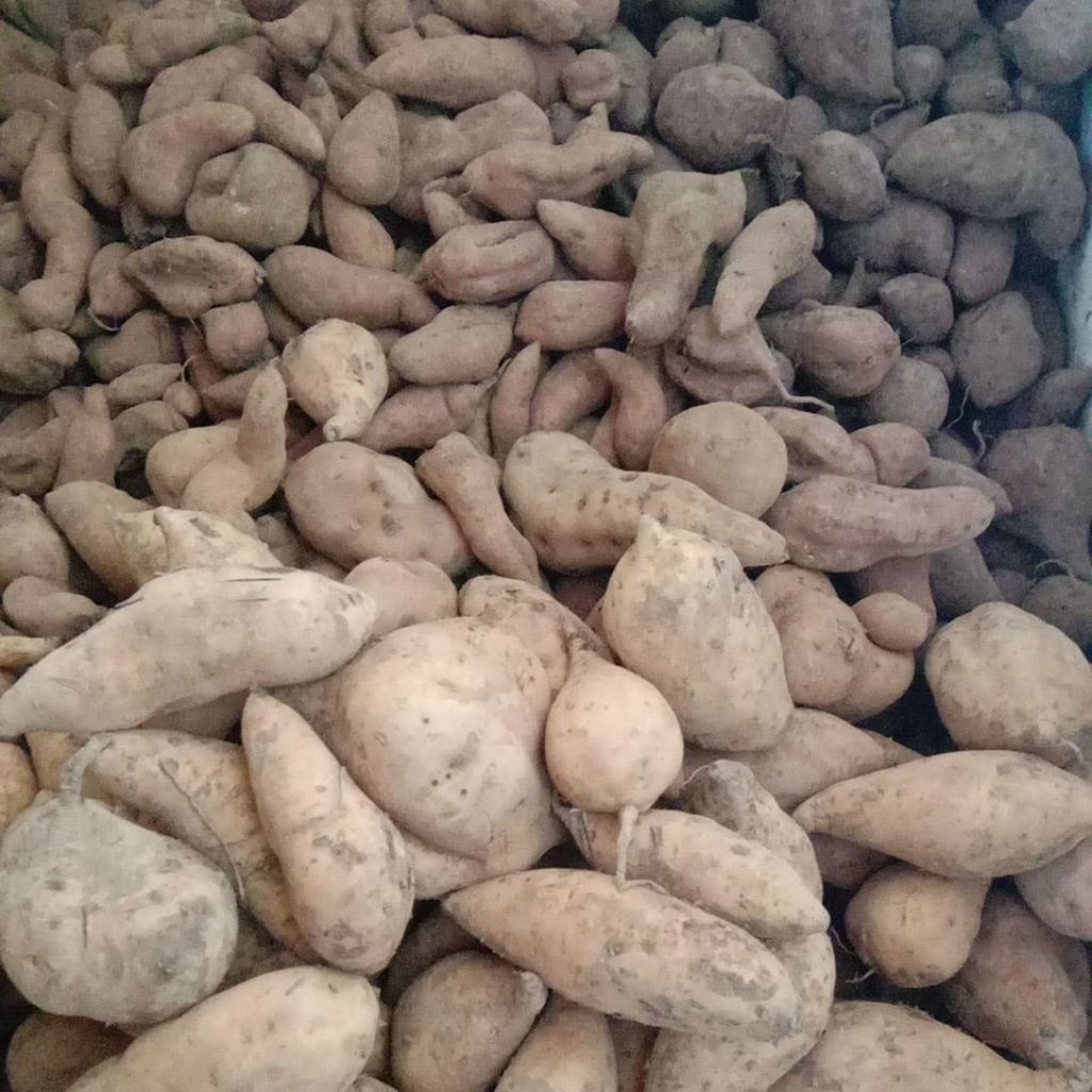 

ketela rambat , ubi jalar 1kg