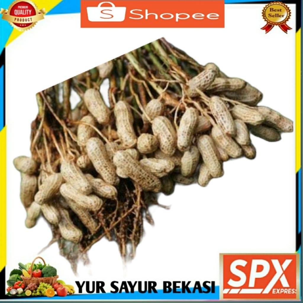 

Kacang Tanah Kulit Mentah 500gr.