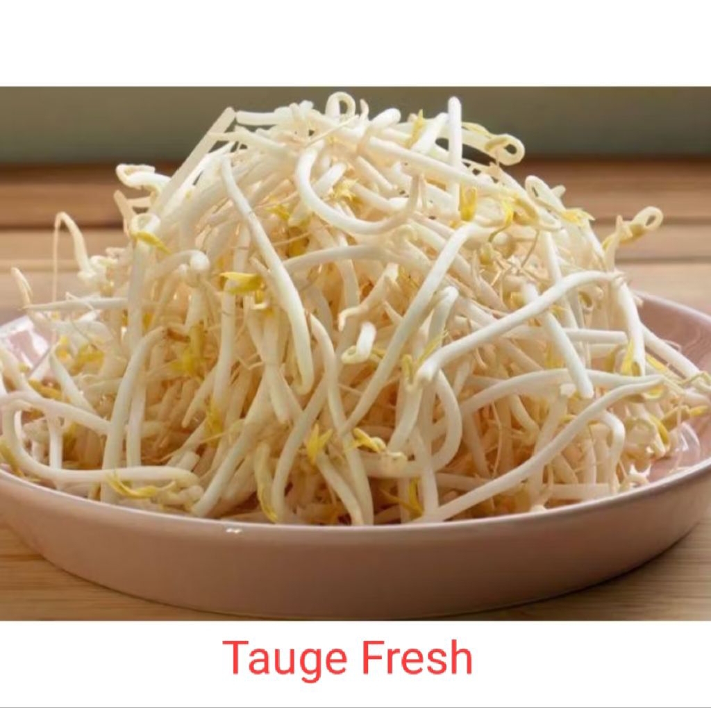 

TAUGE FRESH, TOGE,TOUGE KECAMBAH