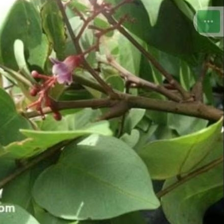 

Daun belimbing segar daun herbal diambil saat order masuk per 200 gram