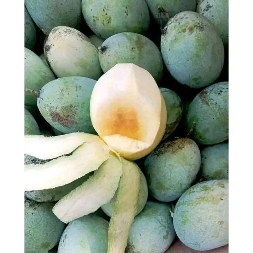 

ᴍᴀɴɢɢᴀ ᴍᴀɴᴀʟᴀɢɪ sᴜᴘᴇʀ ᴀsʟɪ ɪɴᴅʀᴀᴍᴀʏᴜ 1ᴋɢ