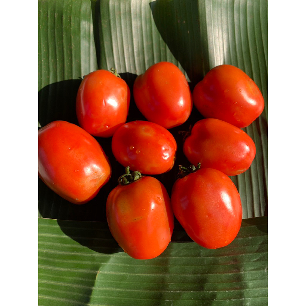 

Tomat Segar Berkualitas 500gr-1kg