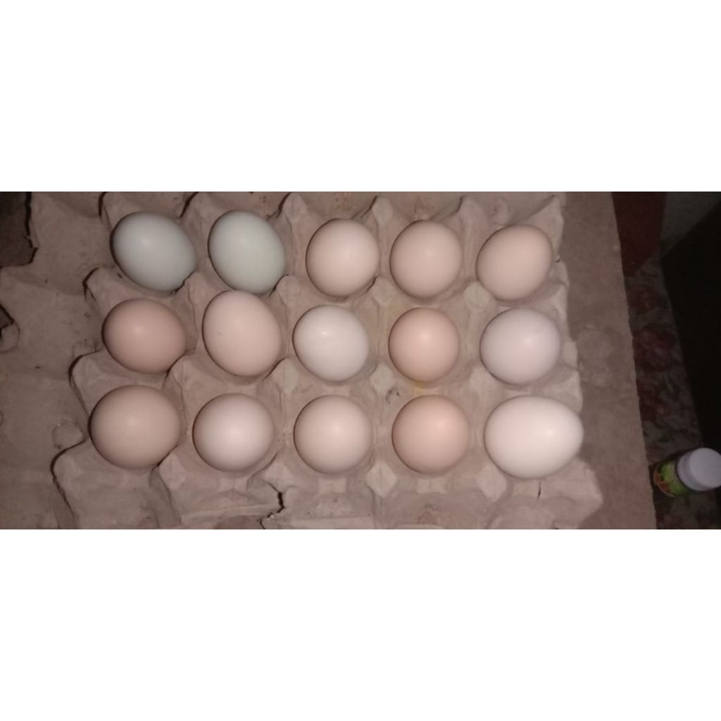 Telur tetas Fertil Ayam bangkok dan Birma, Termurah