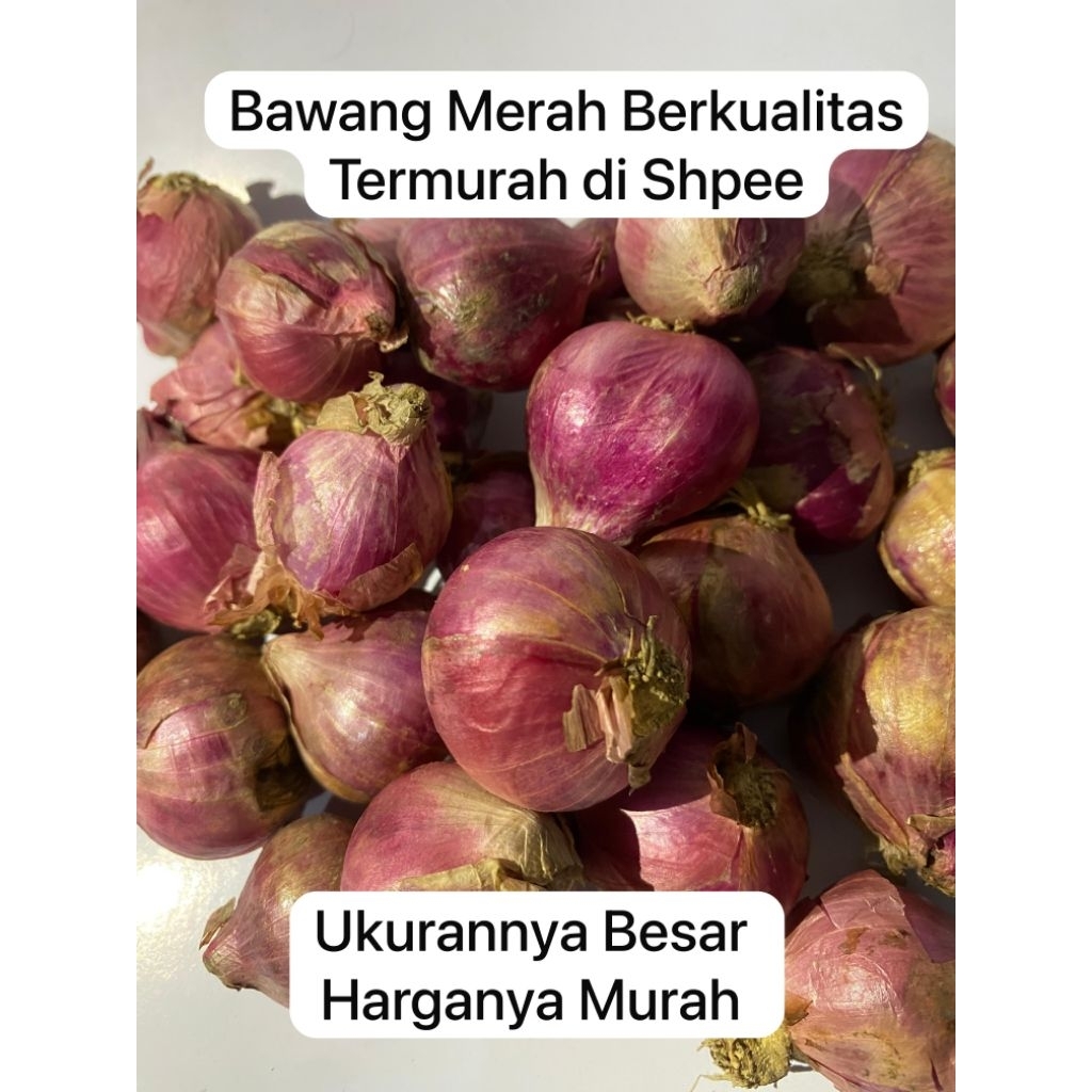 

Bawang Merah Besar Super Murah