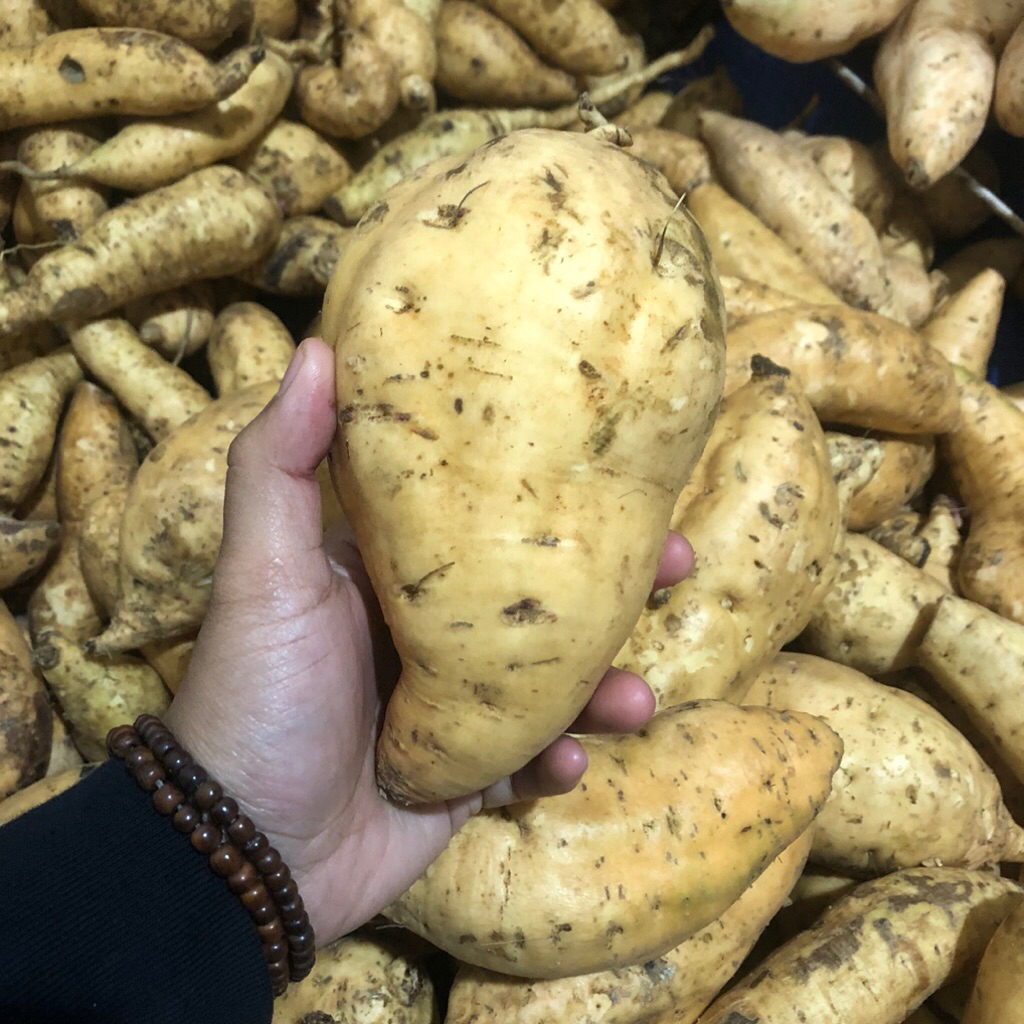 

UBI CILEMBU SUPER 100% ASLI CILEMBU