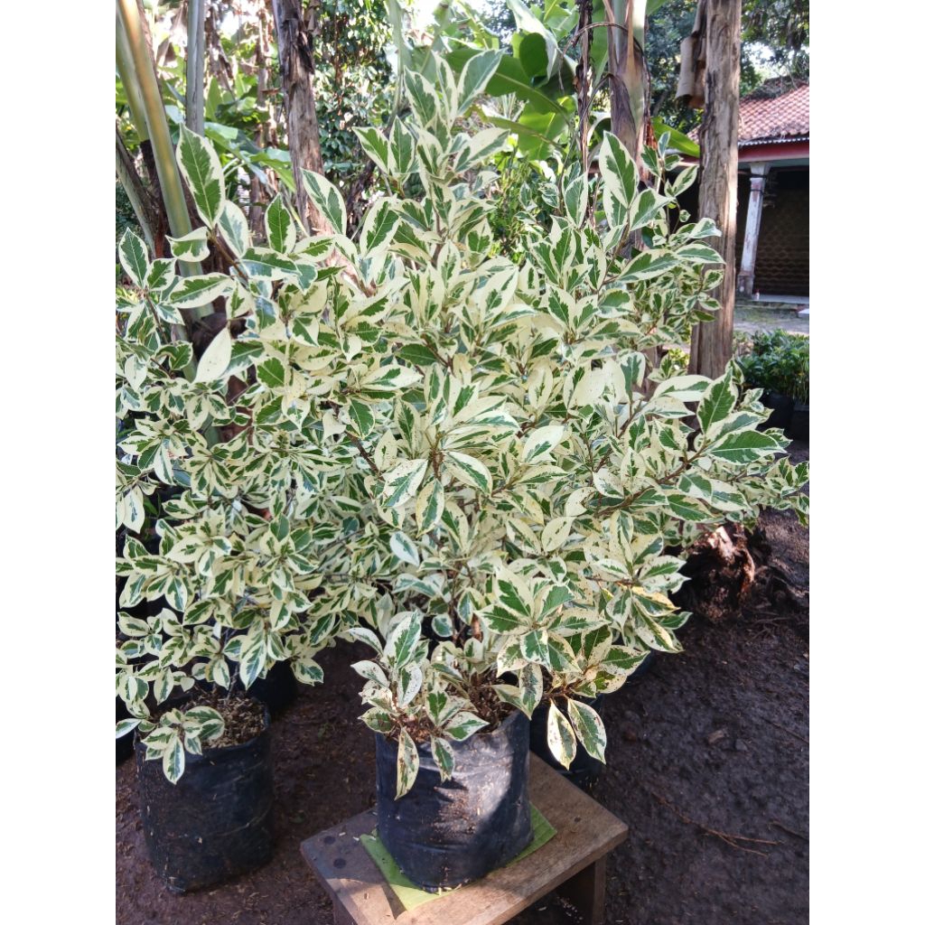 bahan bonsai kimeng varigata