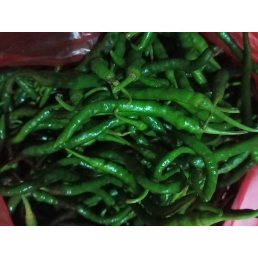 

cabe kriting ijo fresh promo panen