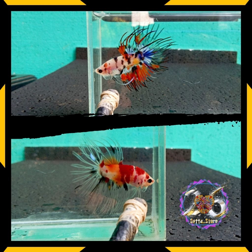 Crowntail multicolour/cupang serit/serit multicolour
