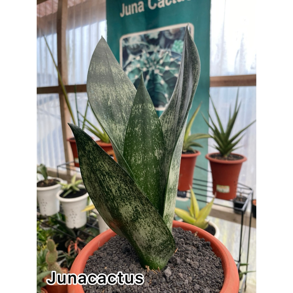 Sansevieria Trifasciata Frozen