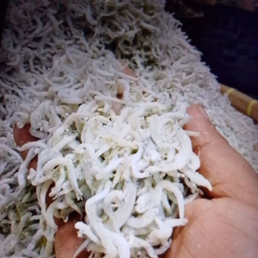 

ikan teri Medan asli